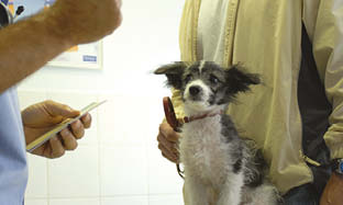 3 hudsykdommer hos hunder som du bør kjenne